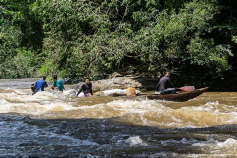 Where Do Brazil Nuts Come From The Wai Wai People Of The Amazon Explain