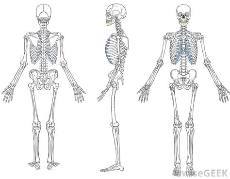 Muscular system front (labeled) body part chart removable wall graphic decal. What is a Skeletal System Diagram? (with pictures)