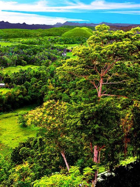 Bohol Tropical Forest Bohol Philippines Travel Philippines