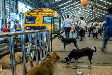 El Cariño Por Los Perros Callejeros En India Español