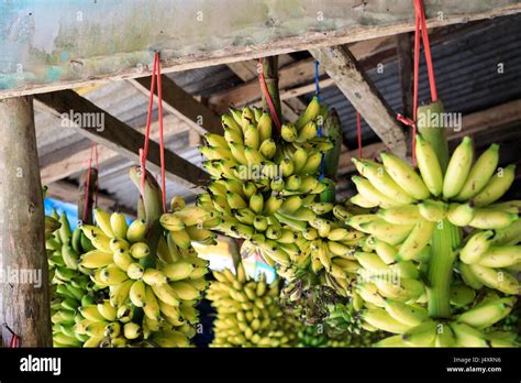 Yellow Bananas Hanging In Philippines Stock Photo Alamy