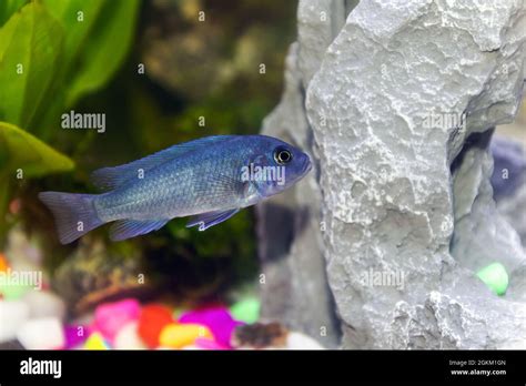 Small African Malawi Cichlid Fish In A Home Aquarium Stock Photo Alamy