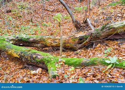 The Fallen Old Tree Is Covered With Green Moss Stock Image Image Of