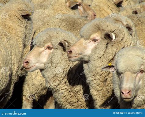 Sheep Mob Stock Image Image Of Farming Cute Paddock 2384021