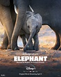 Official Poster for DisneyNature's Elephant. Narrated by Meghan Markle ...