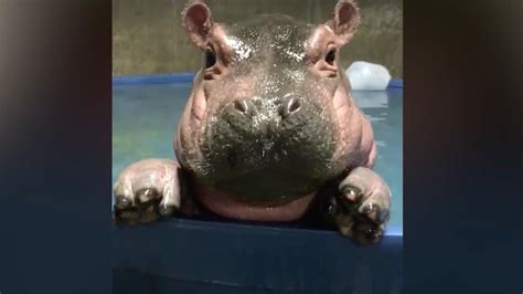 fiona the hippo is 1 revisit some of her most adorable moments
