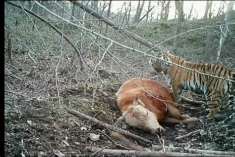 Endangered Siberian Tiger Filmed For First Time Feasting On Prey In The