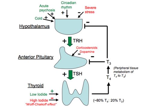 Thyroid Hormone T4t3 Axis Stepwards