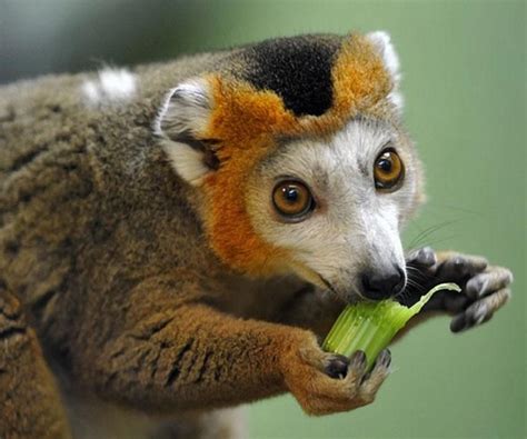 Crowned Lemur Snacks On Celery Pixdaus Cute Baby Animals Baby