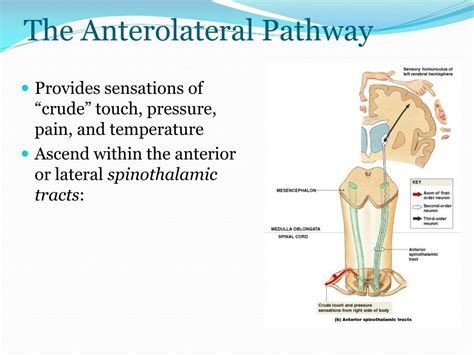 Ppt Spinal Cord Powerpoint Presentation Free Download Id6959841