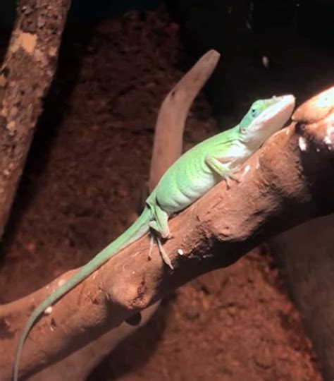 How To Tell If Your Green Anole Is Pregnant And What To Do