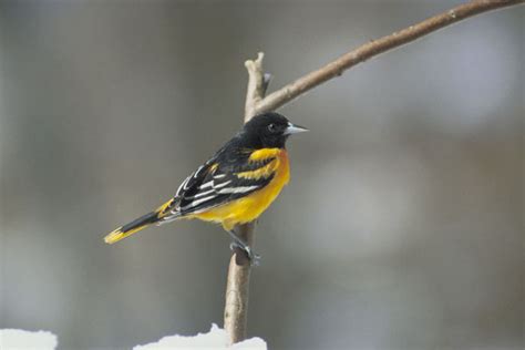 Baltimore Oriole Icterus Galbula Wildlife Journal Junior