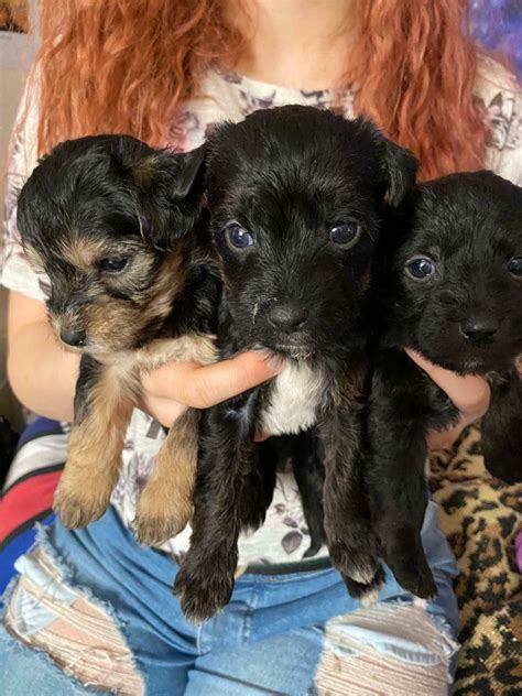 Mixed breed puppies | in Bedford, Bedfordshire | Gumtree