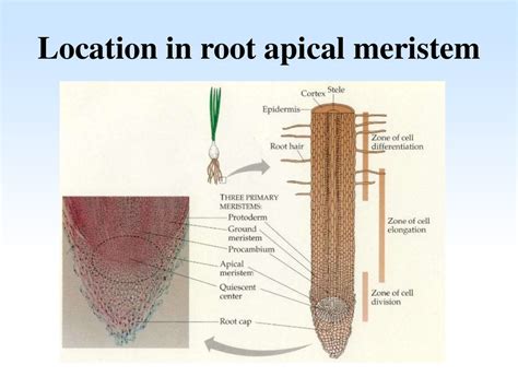 Root Apical Meristem Diagram