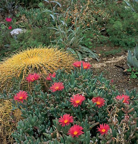 Ice Plant Ground Cover Arizona Ground Cover And Shrubs