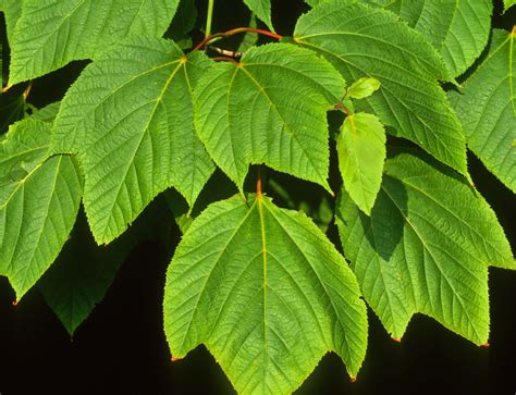 Kentucky Native Plant And Wildlife Plant Of The Week Striped Maple