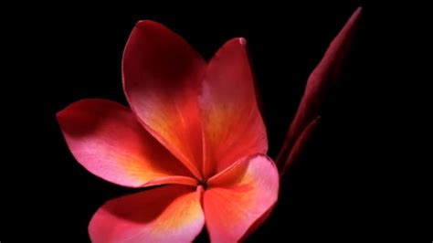 Plumeria Flowers Blooming At Night Time Frangipani In Hawaii Youtube