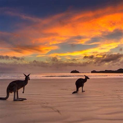 37 Best Australias Cute Animals Kangaroos Wallabies