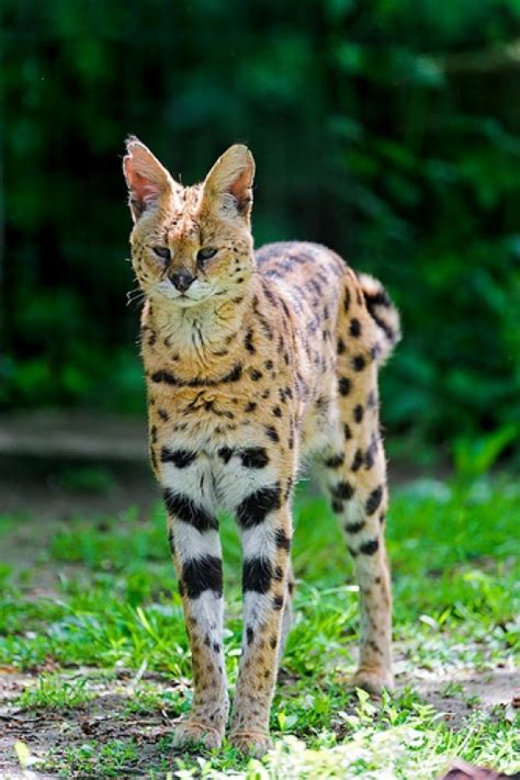 Get To Know The Serval Cat The Most Popular Exotic Pet Cat And 10