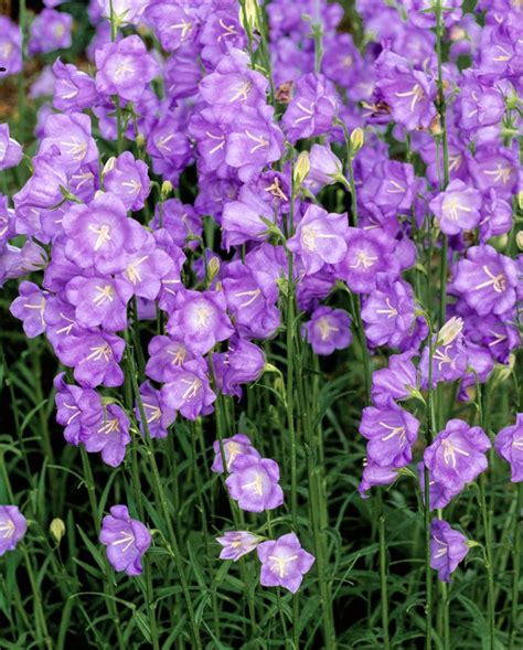 Unlike many penstemon, this one is reliably perennial. 66 best Campanula images on Pinterest | Blue flowers ...