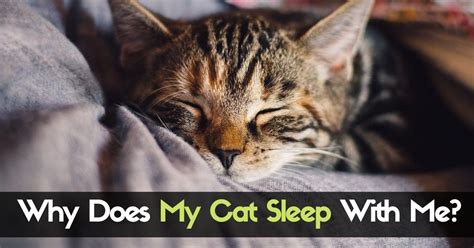 Why Does My Cat Sleep With Me 5 Reasons Youll Love To Know Enjoy