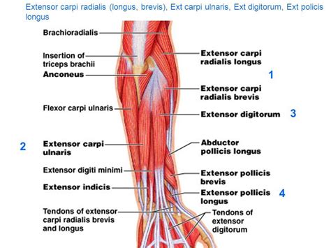Ecrl Ecrb Anatomy Extensor Carpi Radialis Longus Posterior My Xxx Hot Girl
