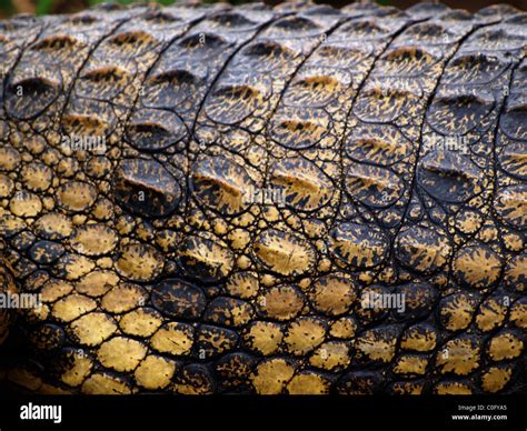 Crocodile Skin Detail Hi Res Stock Photography And Images Alamy