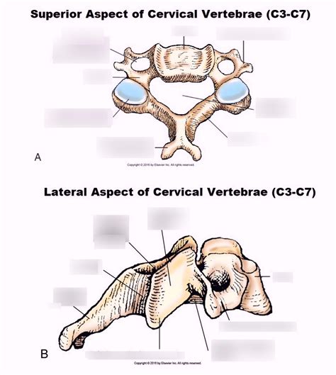 Cervical Vertebrae C3 C7 Merrills Diagram Quizlet