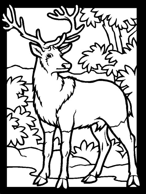 Disclaimer alle afbeeldingen mogen gebruikt worden voor prive. Deer Coloring Pages | Coloring Pages To Print