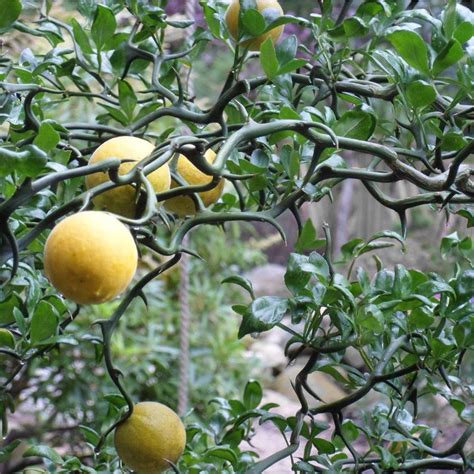 Rare Cold Hardy Citrus Corkscrew Flying Dragon Trifoliate Orange