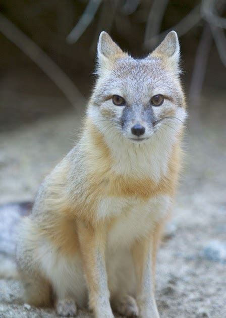 Endangered Animals Support Swift Fox Is Endangered