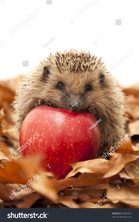 Pretty Little Hedgehog Sitting On Leaves Stock Photo 69052012