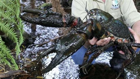 Tasmanian Crayfish Largest Known Freshwater Crayfish Species On Earth