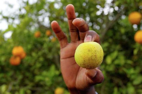 Citrus Greening Keeps Spreading In Texas Houston Chronicle