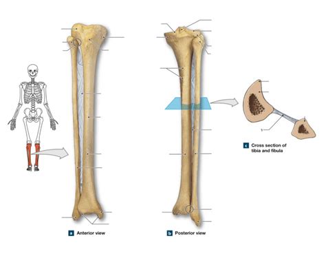 Anatomy Tibiafibula