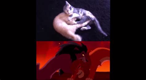 The Final Fight Scene In The Lion King As Acted Out By Real Life
