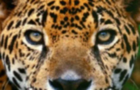 Buy jacksonville jaguars nfl gear! Jaguars | Pearltrees