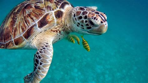 Sea Turtle Lifespan How Long Do Sea Turtles Live The Turtle Hub