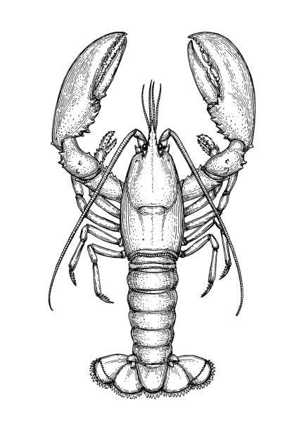 Royalty Free Lobster Clip Art Vector Ink Sketch Lobster Art