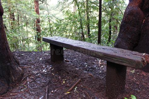 Redwood Forest Bench Stock Photo Image Of Forest California 95220564