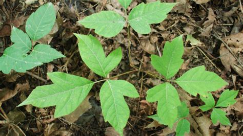 How To Identify Avoid And Treat Poison Ivy Meateater Hunting