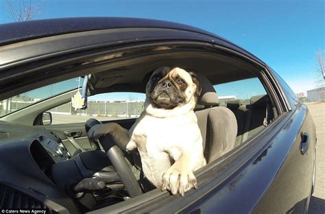 When it comes to training your. Atom the Driving Pug becomes an internet sensation | Pugs ...