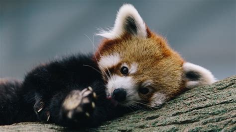 Download Cute Panda Animal Red Panda Hd Wallpaper
