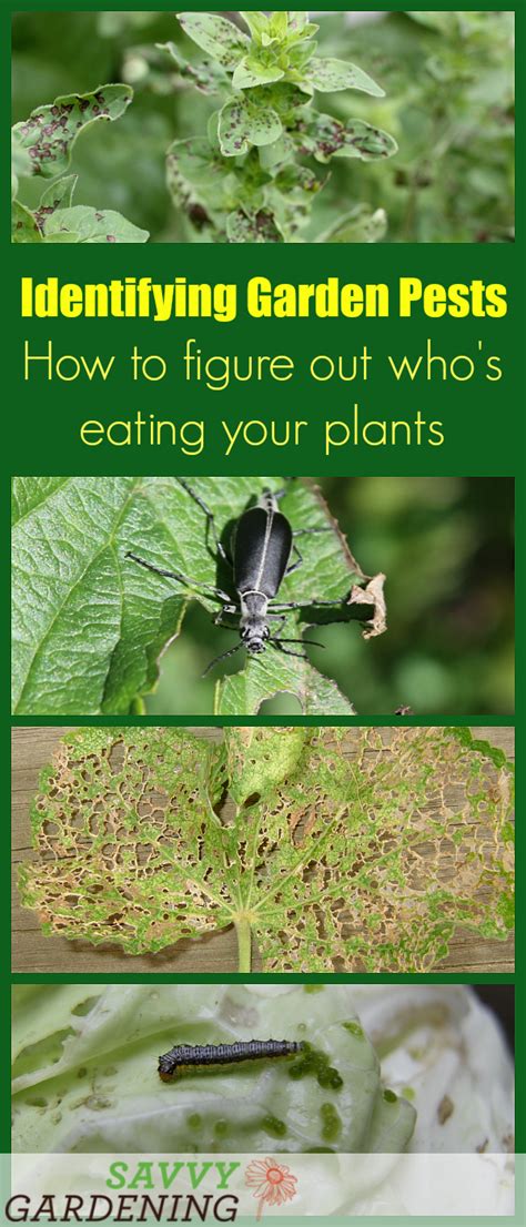 Identifying Garden Pests How To Figure Out Whos Eating Your Plants