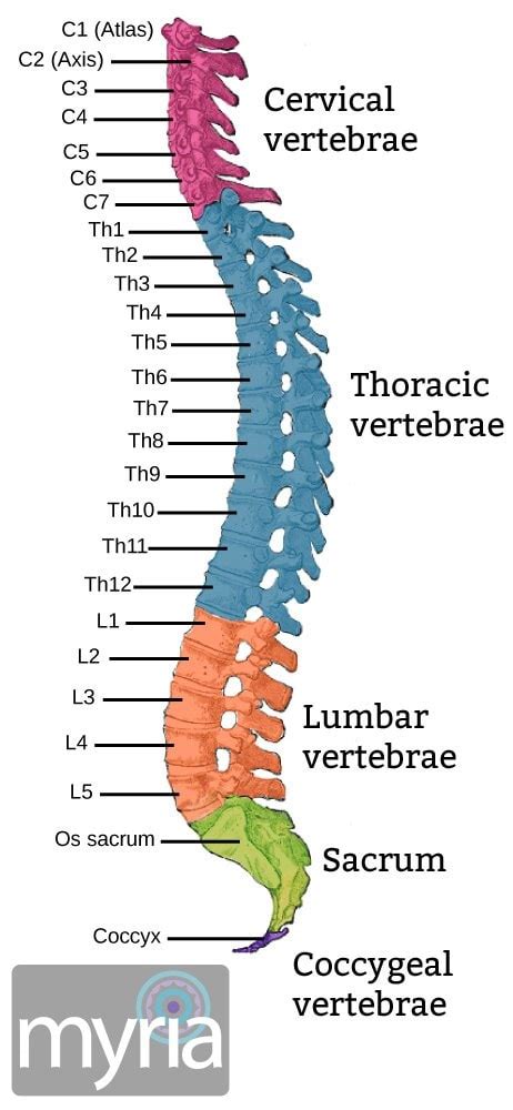 Also, the human skeleton has a number of functions such as. What is a spinal cord injury? - Myria