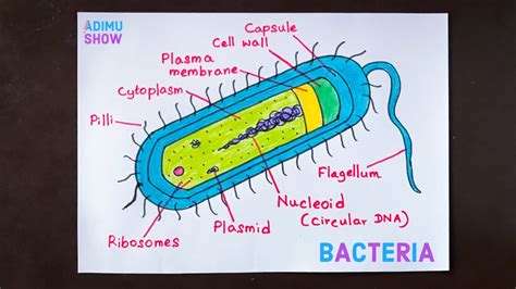 How To Draw Bacteria Step By Step Tutorial Youtube