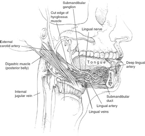 Anatomy Of The Parotid Gland Submandibular Triangle And Floor Of The