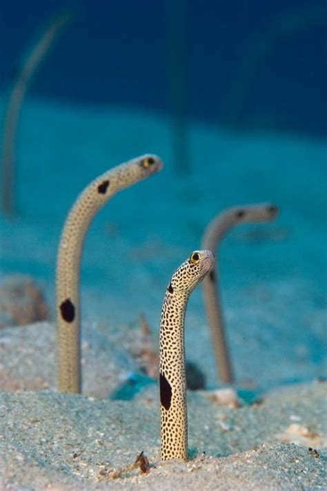 Garden Eels In Sulawesi Indonesia Bizarre Animals Deep Sea