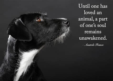 Until One Has Loved An Animal Quote Until One Has Loved An Animal A