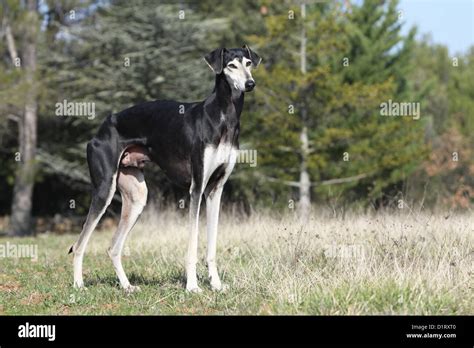 Dog Sloughi Berber Greyhound Adult Standard Profile Stock Photo Alamy